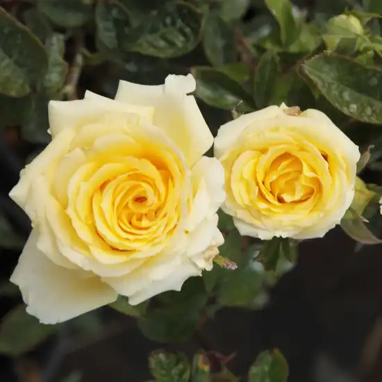 Trandafiri hibrizi Tea - Trandafiri - Csodálatos Mandarin - 